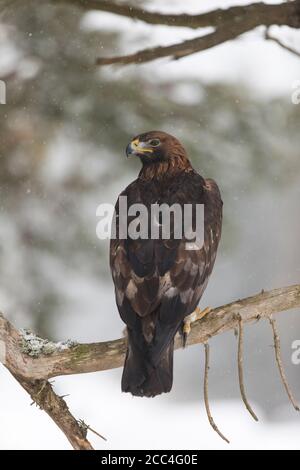 Steinadler, Aquila chrysaetos, Steinadler Stockfoto