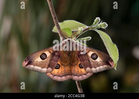 Kleines Nachtpfauenauge - Mennchen, Saturnia pavonia, kleine Kaiserfalter - männlich Stockfoto