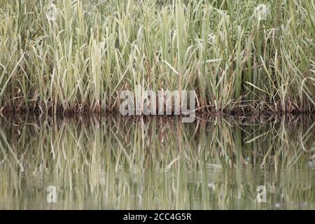 Teichrohre spiegeln sich im Wasser Stockfoto