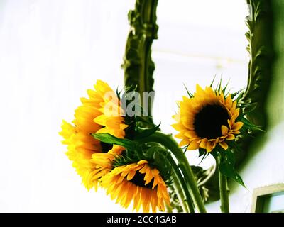 Sonnenblumen in einer Vase mit einem dekorativen Spiegel hinter Kreuz Verarbeitete Farbe Standzeit Stockfoto