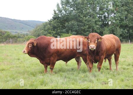 Rote Poll-Bullen in einem Feld mit Kopierraum. Sehr große muskulöse Bullen auf einem Bauernfeld Stockfoto