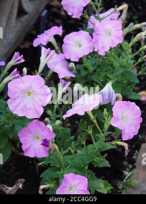 Malve Petunia Blumen wachsen in einem Garten Blumenbeet Stockfoto