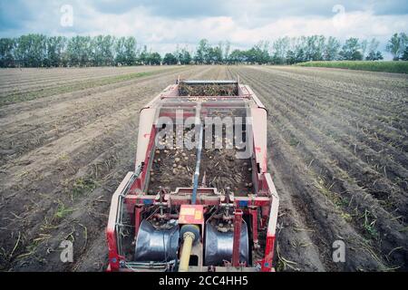 18. August 2020, Brandenburg, Niedergörsdorf/ OT Oehna: Ein Traktor mit Vorfräse fährt während der Kartoffelernte über ein Feld der Oehnaland Agrargesellschaft mbH in der Nähe des Dorfes. Foto: Soeren Sache/dpa-Zentralbild/ZB Stockfoto