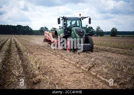 18. August 2020, Brandenburg, Niedergörsdorf/ OT Oehna: Ein Traktor mit Vorfräse fährt während der Kartoffelernte über ein Feld der Oehnaland Agrargesellschaft mbH in der Nähe des Dorfes. Foto: Soeren Sache/dpa-Zentralbild/ZB Stockfoto