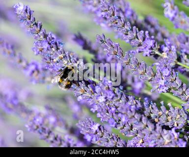 Hummel füttert britischen Lavendel Stockfoto