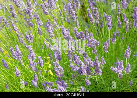 Britischer Lavendel Stockfoto