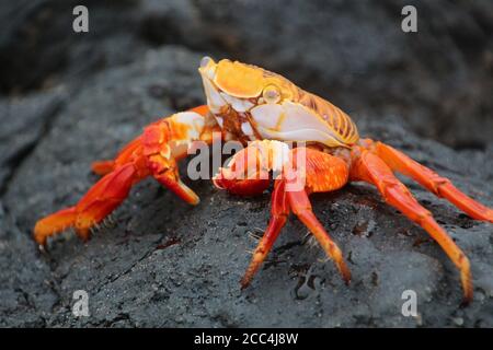 Rote Klippenkrabbe Stockfoto