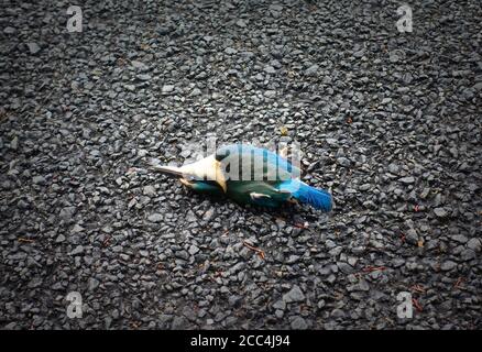 Kingfisher von Auto auf der Straße liegend getroffen, Neuseeland Stockfoto