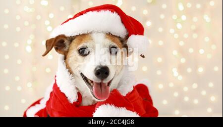 Weihnachten Hund als Weihnachtsmann Stockfoto