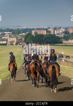 Newmarket, Suffolk, England, UK – Blick von Warren Hill auf die Stadt Newmarket mit einer Reihe von Pferden im Vordergrund Stockfoto