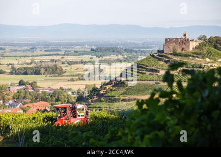 Staufen Im Breisgau, Deutschland. August 2020. Ein sogenannter Vollernteer fährt durch einen Weinberg und erntet die dort angebauten Trauben von den Reben, während im Hintergrund das Schloss Staufen, das Rheintal und die französischen Vogesen zu sehen sind. Die Weinlese in Baden beginnt. Solaris ist eine der ersten Sorten, die geerntet werden. Die Trauben werden hauptsächlich für die Herstellung des sogenannten Neuen Weins verwendet, der traditionell im Herbst serviert wird. Quelle: Philipp von Ditfurth/dpa/Alamy Live News Stockfoto