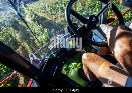 Staufen Im Breisgau, Deutschland. August 2020. Der Fahrer eines sogenannten Vollernteers fährt durch einen Weinberg und erntet die dort gewachsenen Trauben von den Reben. Die Weinlese in Baden beginnt. Solaris ist eine der ersten Sorten, die geerntet werden. Die Trauben werden hauptsächlich für die Herstellung des sogenannten neuen Weins verwendet, der traditionell im Herbst serviert wird. Quelle: Philipp von Ditfurth/dpa/Alamy Live News Stockfoto