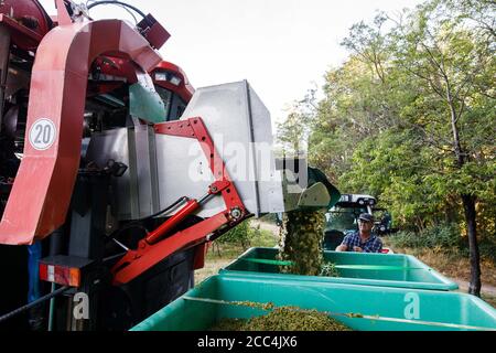 Staufen Im Breisgau, Deutschland. August 2020. Ein sogenannter Vollernter entlädt die geernteten Trauben aus seinem Bunker in Behälter auf einem Anhänger. Die Weinlese in Baden beginnt. Solaris ist eine der ersten Sorten, die geerntet werden. Die Trauben werden hauptsächlich für die Herstellung des sogenannten neuen Weins verwendet, der traditionell im Herbst serviert wird. Quelle: Philipp von Ditfurth/dpa/Alamy Live News Stockfoto