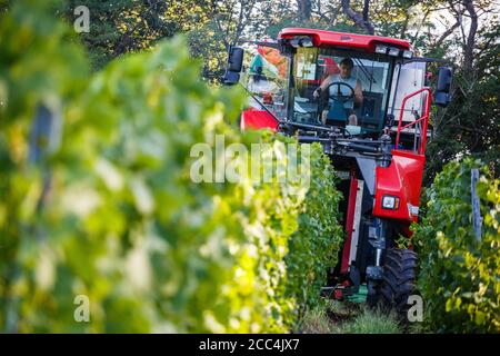 Staufen Im Breisgau, Deutschland. August 2020. Ein sogenannter Vollernter fährt durch die Reben in einem Weinberg und erntet die dort gewachsenen Trauben von den Reben. Die Weinlese in Baden beginnt. Solaris ist eine der ersten Sorten, die geerntet werden. Die Trauben werden hauptsächlich für die Herstellung des sogenannten neuen Weins verwendet, der traditionell im Herbst serviert wird. Quelle: Philipp von Ditfurth/dpa/Alamy Live News Stockfoto