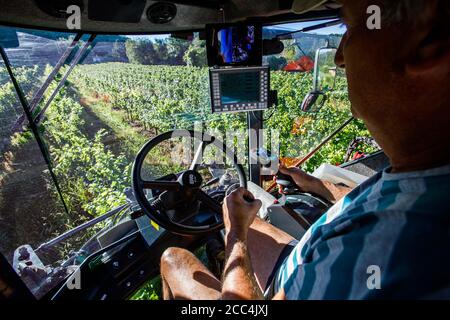 Staufen Im Breisgau, Deutschland. August 2020. Der Fahrer eines sogenannten Vollernteers fährt durch einen Weinberg und erntet die dort gewachsenen Trauben von den Reben. Die Weinlese in Baden beginnt. Solaris ist eine der ersten Sorten, die geerntet werden. Die Trauben werden hauptsächlich für die Herstellung des sogenannten neuen Weins verwendet, der traditionell im Herbst serviert wird. Quelle: Philipp von Ditfurth/dpa/Alamy Live News Stockfoto