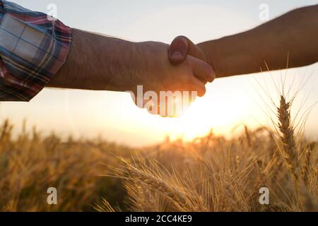 Zwei Bauern schütteln sich die Hände vor dem Hintergrund eines Weizenfeldes. Abschluss eines Vertrages. Stockfoto