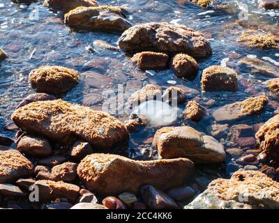 Die Quallen schwimmen auf der Wasseroberfläche in der Nähe der mit Algen bedeckten Felsen. Stockfoto