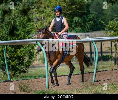 The Severals, Newmarket, Suffolk, England, UK – Rennpferd auf dem frühen Morgen Übung weg vom Trainer Hof auf dem Weg zu den Galopprennern Stockfoto