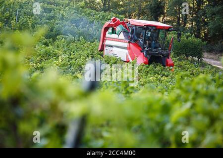 Staufen Im Breisgau, Deutschland. August 2020. Ein sogenannter Vollernter fährt durch die Reben in einem Weinberg und erntet die dort gewachsenen Trauben von den Reben. Die Weinlese in Baden beginnt. Solaris ist eine der ersten Sorten, die geerntet werden. Die Trauben werden hauptsächlich für die Herstellung des sogenannten neuen Weins verwendet, der traditionell im Herbst serviert wird. Quelle: Philipp von Ditfurth/dpa/Alamy Live News Stockfoto