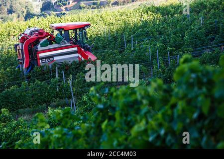 Staufen Im Breisgau, Deutschland. August 2020. Ein sogenannter Vollernter fährt durch die Reben in einem Weinberg und erntet die dort gewachsenen Trauben von den Reben. Die Weinlese in Baden beginnt. Solaris ist eine der ersten Sorten, die geerntet werden. Die Trauben werden hauptsächlich für die Herstellung des sogenannten neuen Weins verwendet, der traditionell im Herbst serviert wird. Quelle: Philipp von Ditfurth/dpa/Alamy Live News Stockfoto