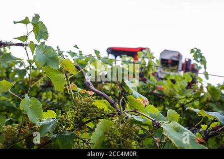 Staufen Im Breisgau, Deutschland. August 2020. Trauben hängen an einer Rebe, während im Hintergrund ein sogenannter Vollernter durch die Reben fährt und die dort angebauten Trauben erntet. Die Weinlese in Baden beginnt. Solaris ist eine der ersten Sorten, die geerntet werden. Die Trauben werden hauptsächlich für die Herstellung des sogenannten neuen Weins verwendet, der traditionell im Herbst serviert wird. Quelle: Philipp von Ditfurth/dpa/Alamy Live News Stockfoto