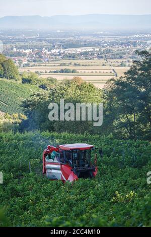 Staufen Im Breisgau, Deutschland. August 2020. Ein sogenannter Vollernteer fährt durch einen Weinberg und erntet die dort angebauten Trauben von den Reben, während im Hintergrund das Rheintal und die französischen Vogesen zu sehen sind. Die Weinlese in Baden beginnt. Solaris ist eine der ersten Sorten, die geerntet werden. Die Trauben werden hauptsächlich für die Herstellung des sogenannten Neuen Weins verwendet, der traditionell im Herbst serviert wird. Quelle: Philipp von Ditfurth/dpa/Alamy Live News Stockfoto