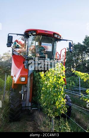 Staufen Im Breisgau, Deutschland. August 2020. Ein sogenannter Vollernter fährt durch die Reben in einem Weinberg und erntet die dort gewachsenen Trauben von den Reben. Die Weinlese in Baden beginnt. Solaris ist eine der ersten Sorten, die geerntet werden. Die Trauben werden hauptsächlich für die Herstellung des sogenannten neuen Weins verwendet, der traditionell im Herbst serviert wird. (Recrop) Quelle: Philipp von Ditfurth/dpa/Alamy Live News Stockfoto