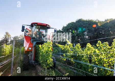 Staufen Im Breisgau, Deutschland. August 2020. Ein sogenannter Vollernter fährt durch die Reben in einem Weinberg und erntet die dort gewachsenen Trauben von den Reben. Die Weinlese in Baden beginnt. Solaris ist eine der ersten Sorten, die geerntet werden. Die Trauben werden hauptsächlich für die Herstellung des sogenannten neuen Weins verwendet, der traditionell im Herbst serviert wird. Quelle: Philipp von Ditfurth/dpa/Alamy Live News Stockfoto