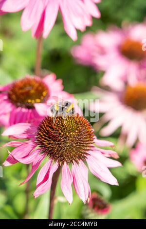 Biene auf Echinacea Blume Stockfoto