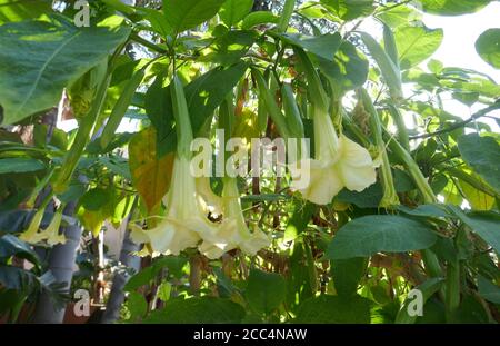 Los Angeles, Kalifornien, USA 18. August 2020 EINE allgemeine Ansicht der Atmosphäre Blumen am 18. August 2020 in Los Angeles, Kalifornien, USA. Foto von Barry King/Alamy Stockfoto Stockfoto