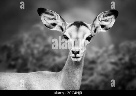 Impala Nahaufnahme Porträt in schwarz-weiß. SubErwachsener. Aepyceros melampus Stockfoto