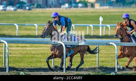 Newmarket, Suffolk, England, Großbritannien – Racehorses, die am frühen Morgen auf den Galopps von Warren Hill trainiert werden Stockfoto