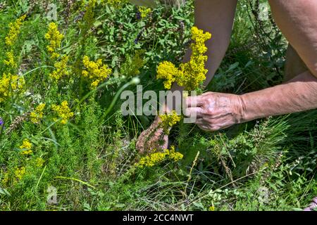 Eine Frau in der Natur sammelt Zweige von Galium verum Blumen. Diese Pflanze wird für die Herstellung von medizinischen Tinkturen sowie dekorative geerntet Stockfoto