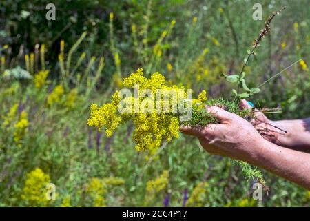 Eine Frau in der Natur sammelt Zweige von Galium verum Blumen. Diese Pflanze wird für die Herstellung von medizinischen Tinkturen sowie dekorative geerntet Stockfoto