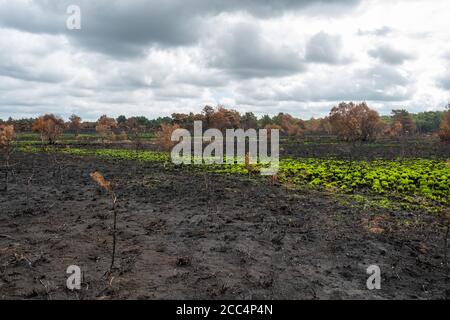 Nach einem Großbrand oder Waldbrand auf Chobham Common, Surrey, Großbritannien, im August 2020, einem nationalen Naturschutzgebiet und SSSI Stockfoto