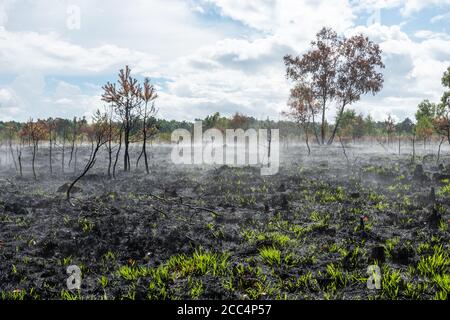 Nach einem Großbrand oder Waldbrand auf Chobham Common, Surrey, Großbritannien, im August 2020, einem nationalen Naturschutzgebiet und SSSI Stockfoto