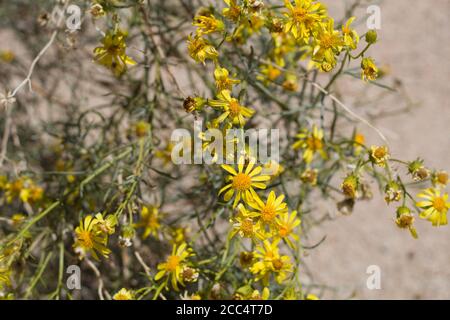 Gelbe Blüten, Threadleaf Ragwort, Senecio Flaccidus, Asteraceae, einheimische Staude, Pioneerstadt Mountains Preserve, Southern Mojave Desert. Stockfoto
