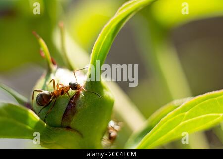 Makro-Aufnahme einer Ameise auf einer Pfingstrose Knospe, Sommer Pflanzen, Hintergrund. Weich verschwommen Fokus. Bokeh Stockfoto