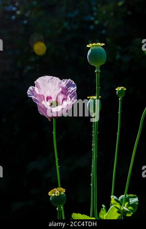 Einzelne beleuchteten lila Opium Mohn, Papaver somniferum, in Blume und Samen Köpfe in einer Grenze in einem Garten im Frühsommer, Surrey, Südostengland Stockfoto