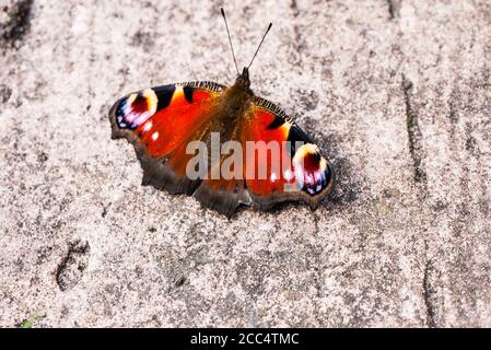 Peacock Butterfly (Aglias io) Aufwärmen auf Betonboden, England, Großbritannien. Stockfoto