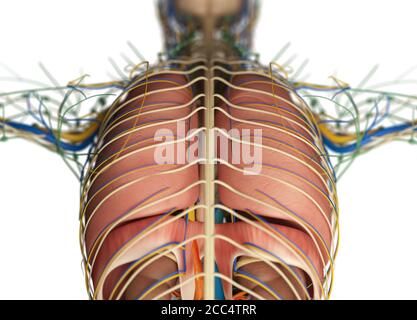 Anatomiedarstellung der menschlichen Lunge, des Gefäss- und Nervensystems Stockfoto