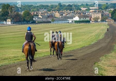 Newmarket, Suffolk, England, UK – Blick von Warren Hill auf die Stadt Newmarket mit einer Reihe von Pferden im Vordergrund Stockfoto