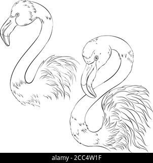 Flamingo Vögel im Line Art Stil. Vektorgrafik isoliert auf weißem Hintergrund. Element für Design, Malbuch Seite. Ziemlich exotischer Vogel Stock Vektor
