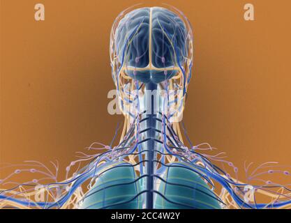 Anatomie Illustration von Kopf, Gehirn, Arterien, Nerven, Lymphknoten. 3D-Illustration. Stockfoto