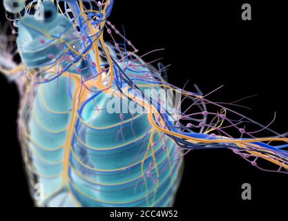 Anatomie Illustration von Kopf, Gehirn, Arterien, Nerven, Lymphknoten. 3D-Illustration. Stockfoto