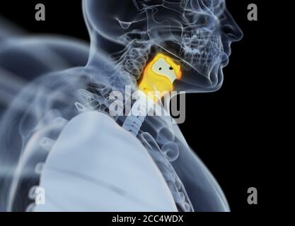 Anatomie der menschlichen Schilddrüse. Röntgenbild. Leuchtende Schilddrüse. 3D-Illustration. Stockfoto