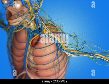 Anatomie Illustration von Kopf, Gehirn, Arterien, Nerven, Lymphknoten. 3D-Illustration. Stockfoto