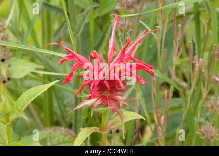 Monarda didyma (Oswego Tee oder süße Bergamotte oder Bienenbalsam) Pflanzen Sie im Sommer in Blumen Stockfoto