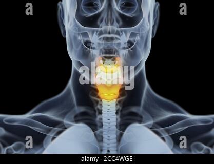 Anatomie der menschlichen Schilddrüse. Röntgenbild. Leuchtende Schilddrüse. 3D-Illustration. Stockfoto