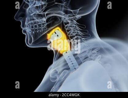 Anatomie der menschlichen Schilddrüse. Röntgenbild. Leuchtende Schilddrüse. 3D-Illustration. Stockfoto